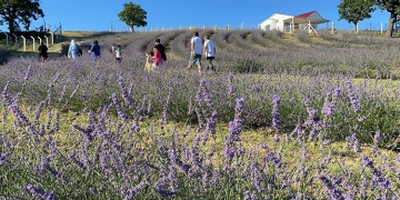 Lavanta Kokulu Safran Bahçesi ile Safranbolu agroturizmden ümitli