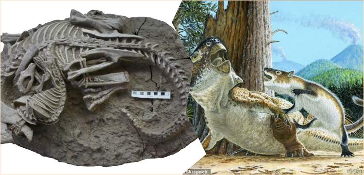 Kendisinden 5 kat büyük dinozora saldıran 'aslan yürekli' memelinin fosili bulundu