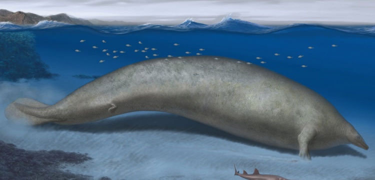 Thirty ninemillion years old ancient whale may be Earth's largest creature: It's weigh 340 tons,