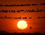 Ecologist Ilhami Kiziroğlu says small birds adapt to environmental changes much faster than larger-bodied birds