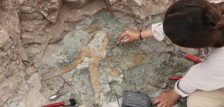 Çorakyerler'de bu yıl at, fil ve zürefaların atalarına air 100'e yakın fosil bulundu