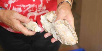 Hystrix kayae: Çankırı kirpisi