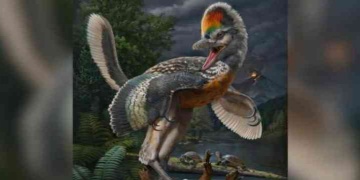 A bird-like dinosaur or a dinosaur-like bird: Fujianvenator prodigiosus