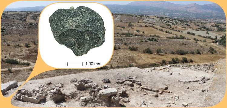 Denizli'deki Aşağıseyit Höyüğü arkeoloji kazılarda, 3500 yıllık üzüm çekirdeği bulundu