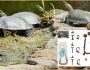 New research on mystery of European pond turtle found in ancient graves