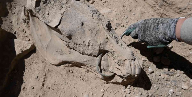 Vandaki Çavuştepe Kalesinde çenesinde bronz gem olan at iskeleti bulundu