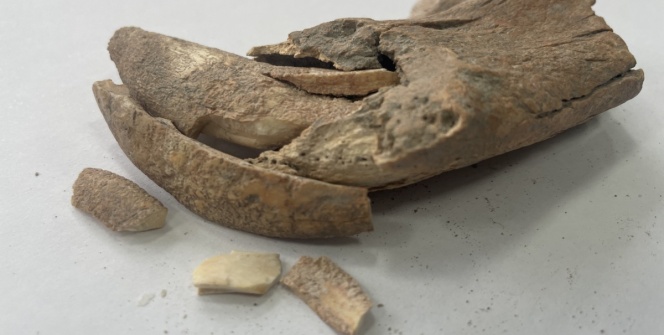 Afyondaki Apameia Antik Kentinde büyük bir kedi türüne ait çene kemiği parçası bulundu