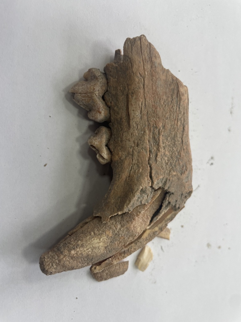 Afyon'daki Apameia Antik Kenti'nde büyük bir kedi türüne ait çene kemiği parçası bulundu