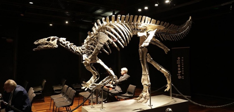 Camptosaurus cinsi 150 milyon yıllık dinozor fosili açık artırma ile satıldı