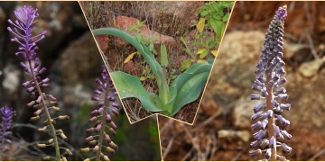 Muğladaki yeni endemik bitki türü keşfedildi: Balan Sümbülü Leopoldia buseana