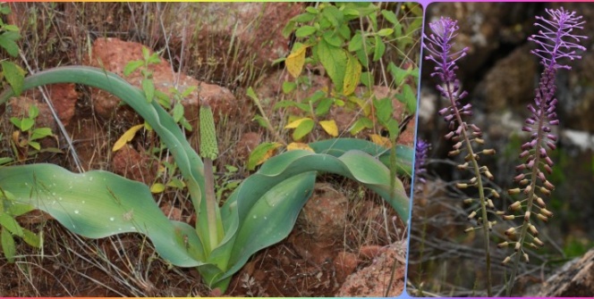 Muğlada yeni keşfedilen bitki türü Balan Sümbülü (Leopoldia buseana)