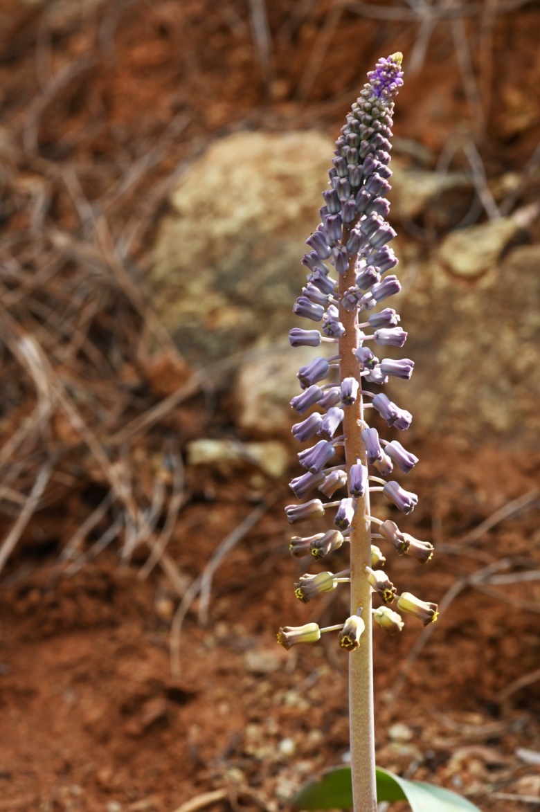 Muğla'da yeni keşfedilen bitki türü Balan Sümbülü (Leopoldia buseana)