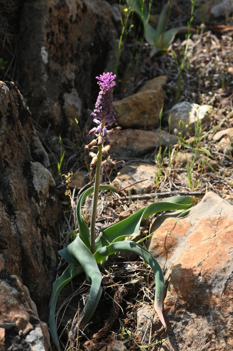 Muğla'da yeni keşfedilen bitki türü Balan Sümbülü (Leopoldia buseana)