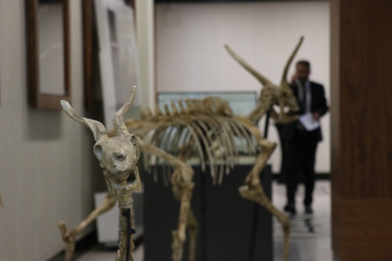Dünya'da insan yokken Kayseri'de yaşayan canlıların fosilleri sergileniyor