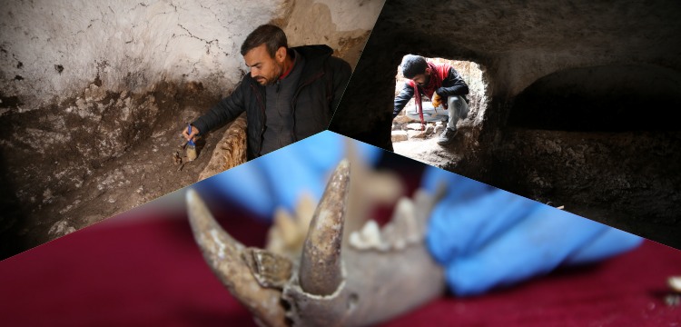 Arkeologlar Mardin'de bir Roma Devri mezarında Anadolu Parsı kemikleri buldular