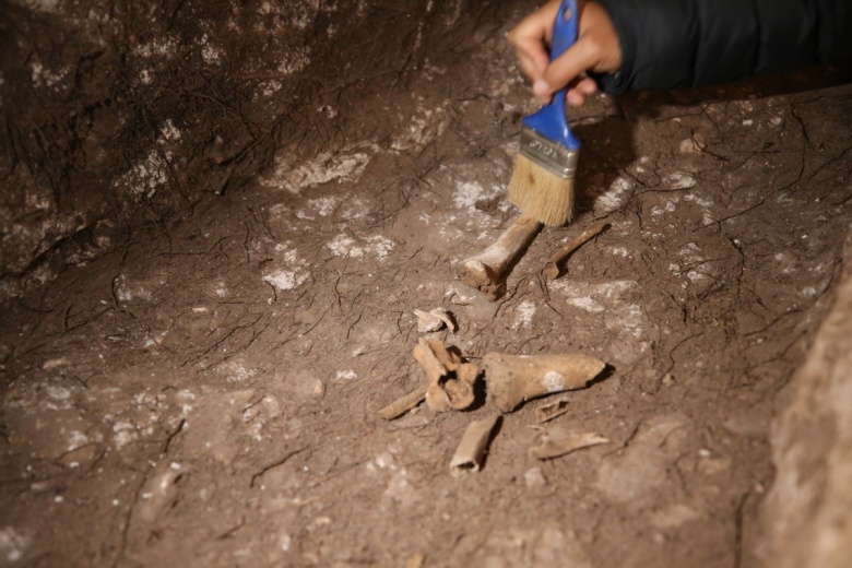 Kızıltepe'deki arkeoloji kazılarında 1500 yıllık Anadolu leoparı kemikleri bulundu