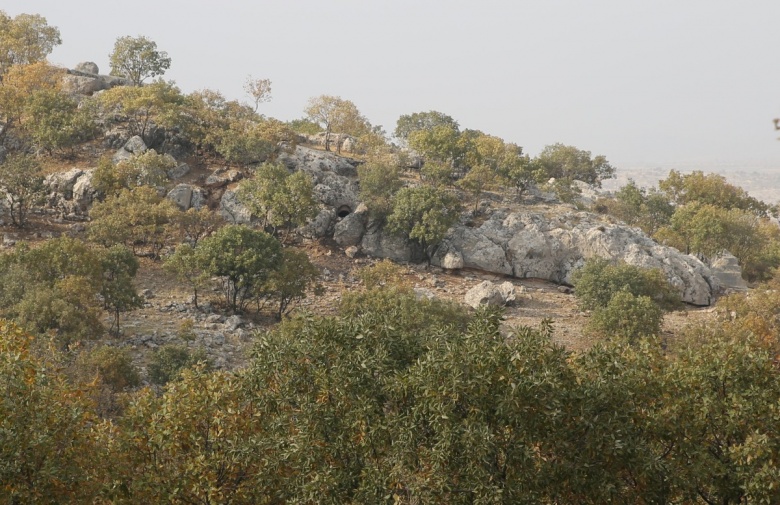 Kızıltepe'deki arkeoloji kazılarında 1500 yıllık Anadolu leoparı kemikleri bulundu