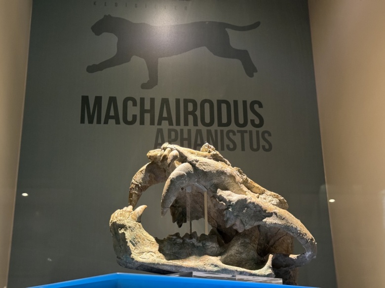 Çankırı Müzesi, milyonlarca yıllık fosilleri ile ziyaretçileri bekliyor