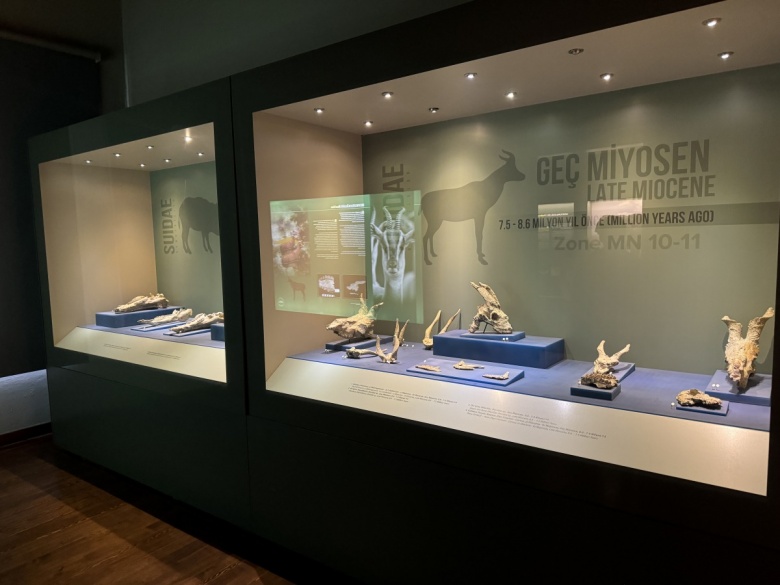 Çankırı Müzesi, milyonlarca yıllık fosilleri ile ziyaretçileri bekliyor