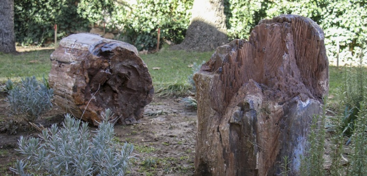 Uşak'ın Banaz ilçesinde en eskisi 16 milyon yıllık ağaç fosilleri bulundu