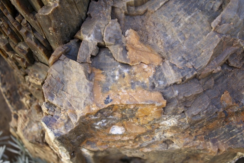 Uşak'ta milyonlarca yıl öncesinden kalma ağaç fosilleri bulundu