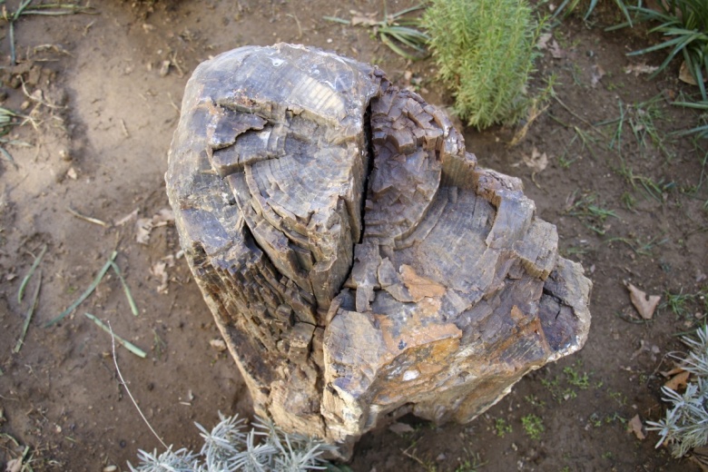 Uşak'ta milyonlarca yıl öncesinden kalma ağaç fosilleri bulundu
