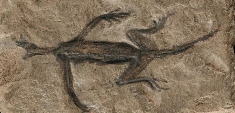 Arkeolojik Skandal: 280 milyon yıllık fosile boyanmış kaya ile sahte doku üretilmiş