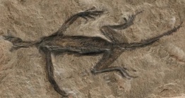 Arkeolojik Skandal: 280 milyon yıllık fosile boyanmış kaya ile sahte doku üretilmiş