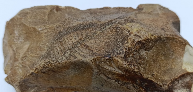 Adıyaman'ın Besni ilçesinde bir çiftçi 15 milyon yıllık balık fosili buldu