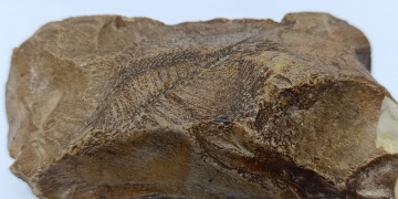 Adıyamanın Besni ilçesinde bir çiftçi 15 milyon yıllık balık fosili buldu