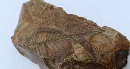 Adıyamanda Besni ilçesinde bir çiftçi 15 milyon yıllık balık fosili buldu