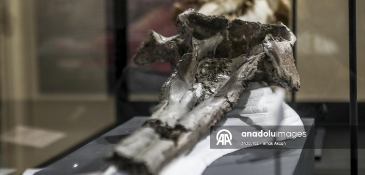 Peru'da 16 milyon yıllık dev bir yunus türüne ait kafatası fosili bulundu