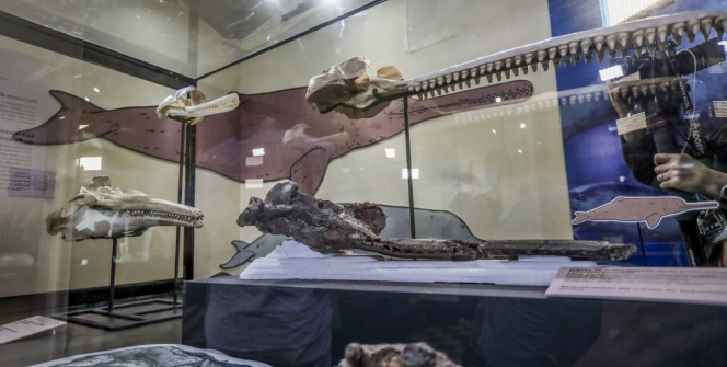 Peruda tarihteki en büyük nehir yunusunun kafatası fosili tanıtıldı