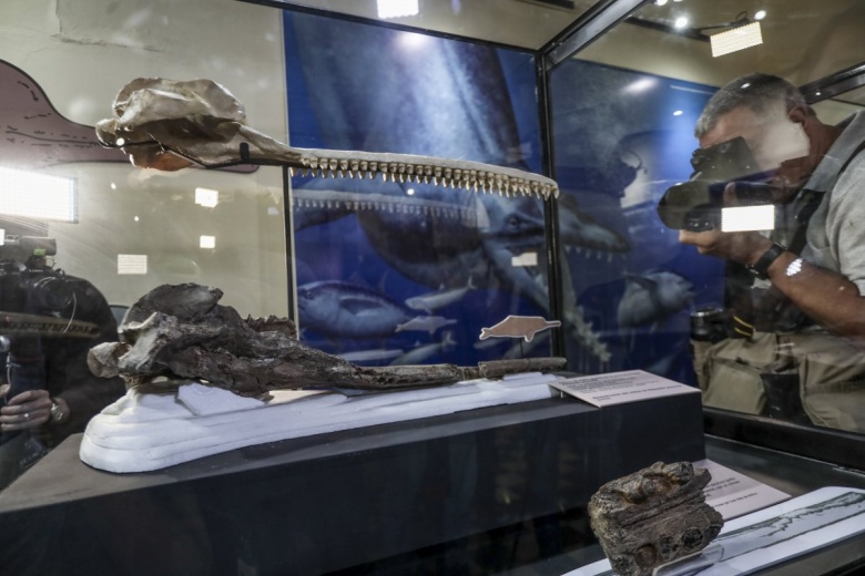 Peru'da tarihteki en büyük nehir yunusunun kafatası fosili tanıtıldı