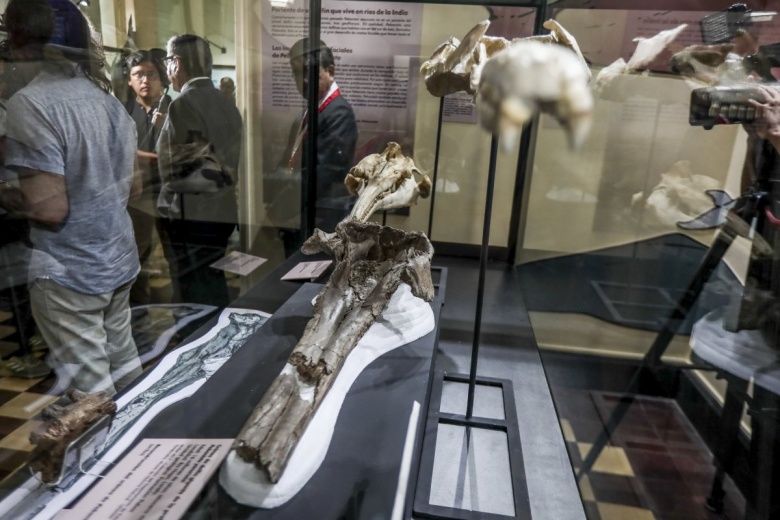 Peru'da tarihteki en büyük nehir yunusunun kafatası fosili tanıtıldı