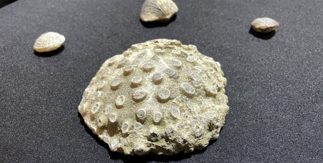 Kayseride bir evde 10 milyon yıllık deniz canlısı fosilleri bulundu