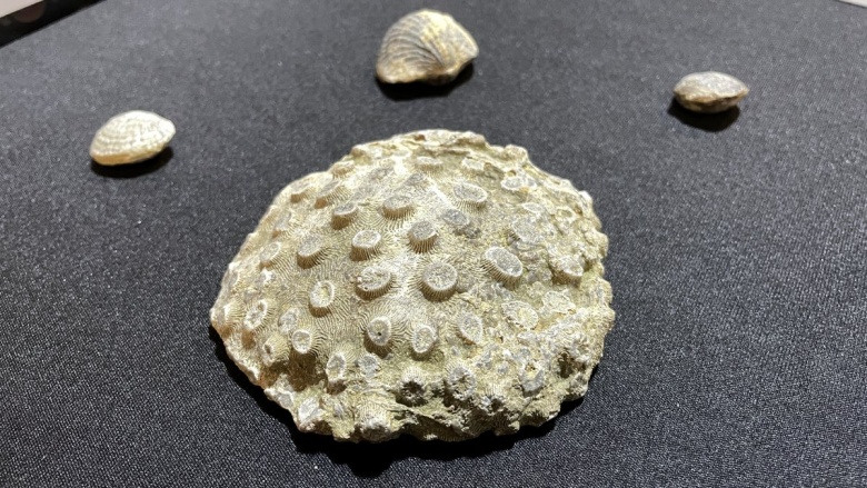 Kayseri'de bir evde 10 milyon yıllık deniz canlısı fosilleri bulundu