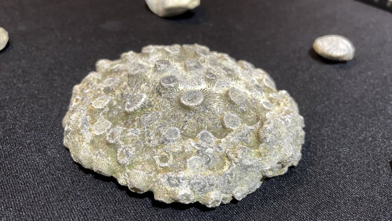 Kayseri'de bir evde 10 milyon yıllık deniz canlısı fosilleri bulundu