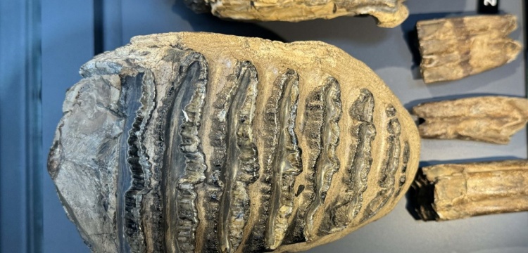 Bir maden ocağında bulunan mamut ve yaban atı fosilleri Samsun Müzesi'nde