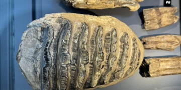 Bir maden ocağında bulunan mamut ve yaban atı fosilleri Samsun Müzesinde