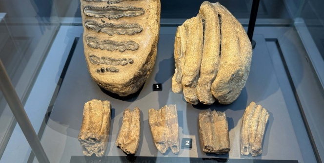 Karadenizde bulunan mamut ve yaban atı fosilleri