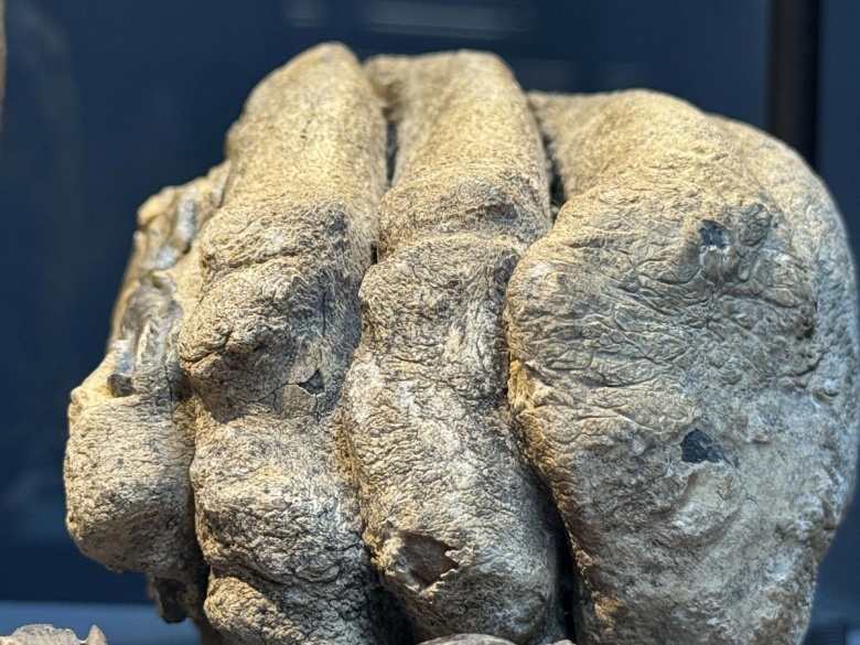 Karadeniz'de bulunan mamut ve yaban atı fosilleri