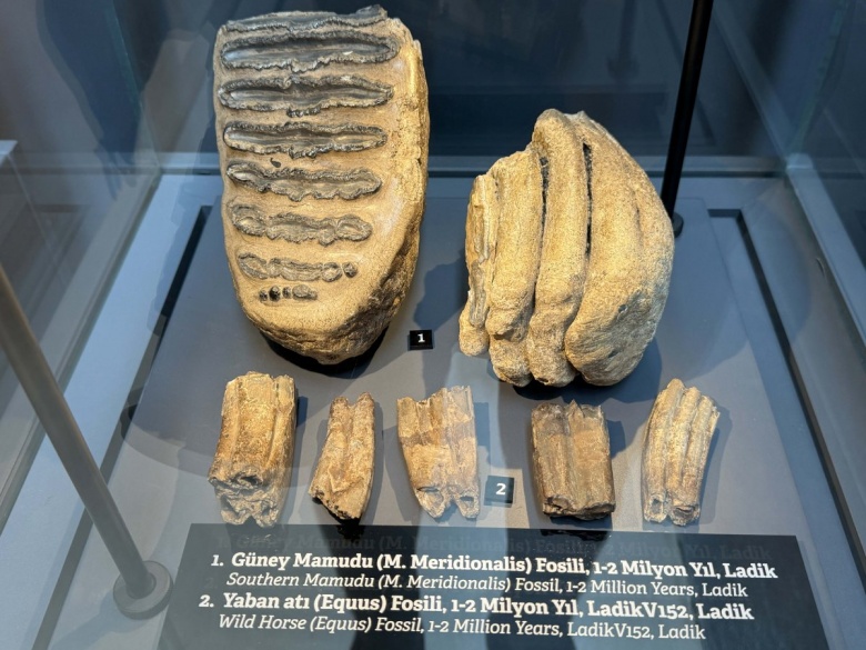 Karadeniz'de bulunan mamut ve yaban atı fosilleri
