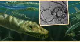 Zamanın derinliklerinden gelen ejderha: 240 Milyon Yıllık Dinocephalosaurus orientalis fosili
