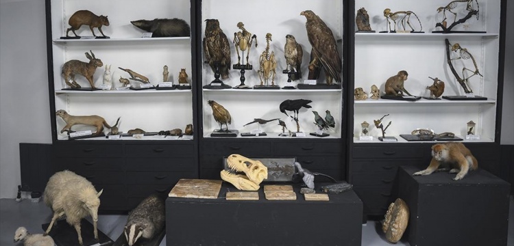 İlm-i Hayvanat Müzesi'nde sergilenen türler İstanbul Üniversitesi Zooloji Koleksiyonu'nde