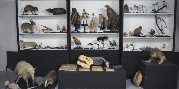 İlm-i Hayvanat Müzesinde sergilenen türler İstanbul Üniversitesi Zooloji Koleksiyonunde
