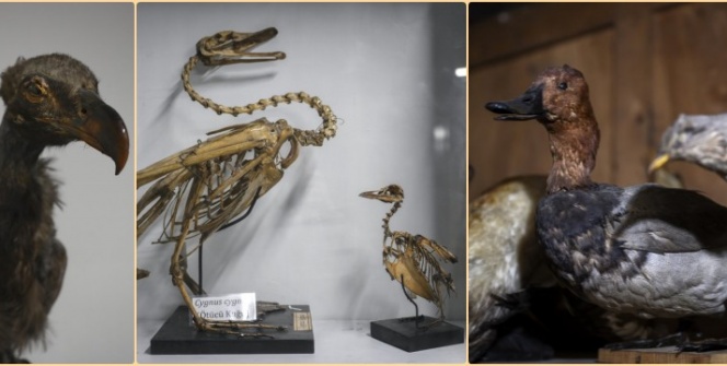 Türkiyenin eski kuş ve kelebek türleri İstanbul Üniversitesi Zooloji Koleksiyonunda