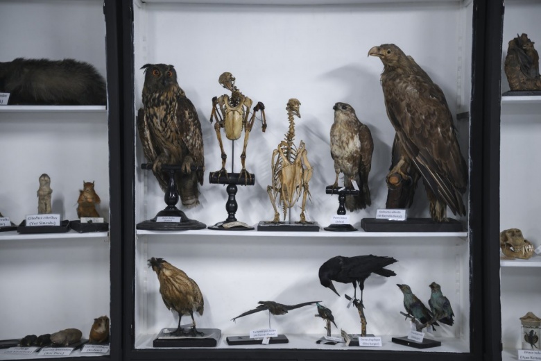 Türkiye'nin eski kuş ve kelebek türleri İstanbul Üniversitesi Zooloji Koleksiyonu'nda