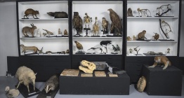 İlm-i Hayvanat Müzesinde sergilenen türler İstanbul Üniversitesi Zooloji Koleksiyonunde