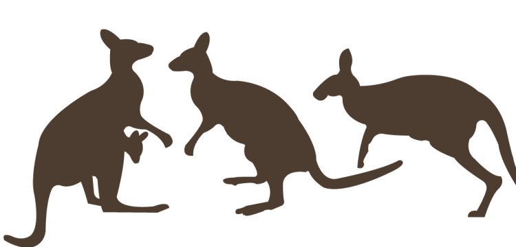 Avustralya'da daha önce varlığı bilinmeyen 3 yeni kanguru türüne ait fosiller bulundu